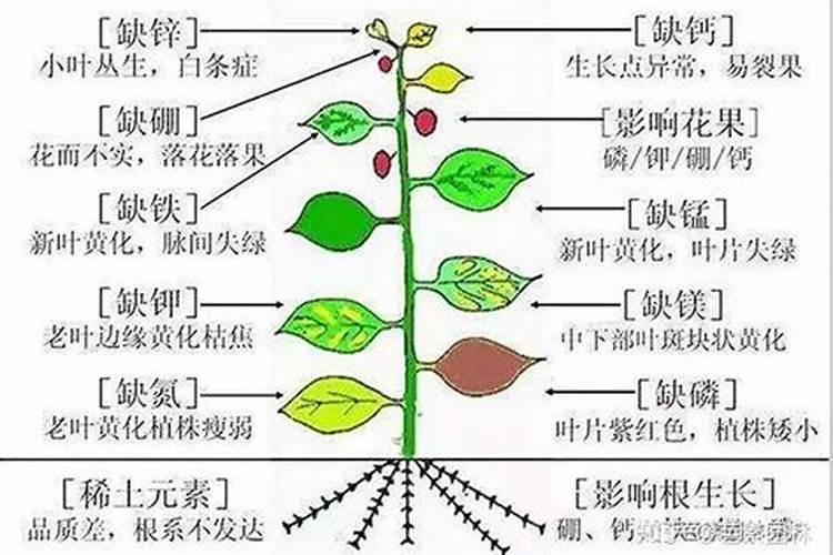 植物缺素时呈现的原因及症状