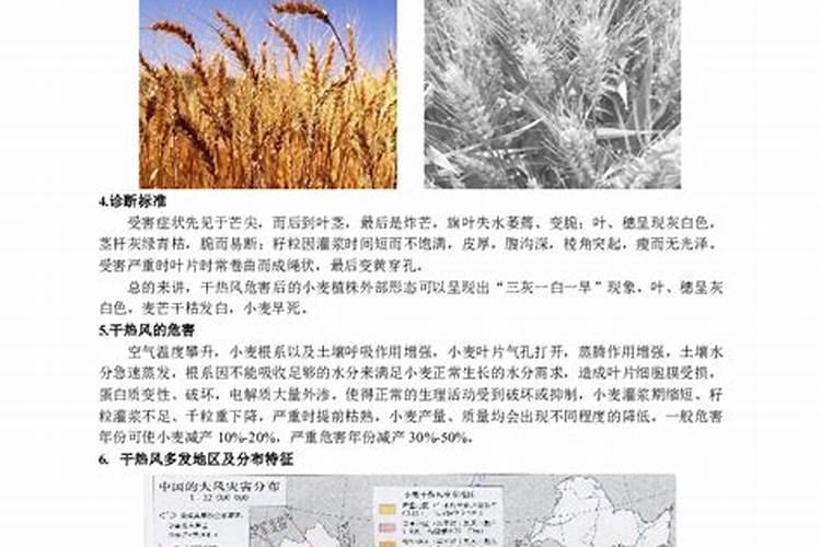 小麦干热风危害与防治策略：确保粮食安全的关键措施