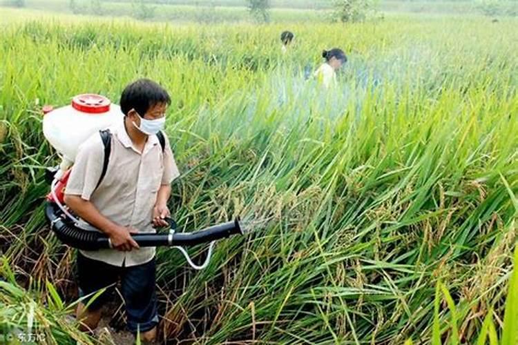 田间危机：误用农药后的应对策略