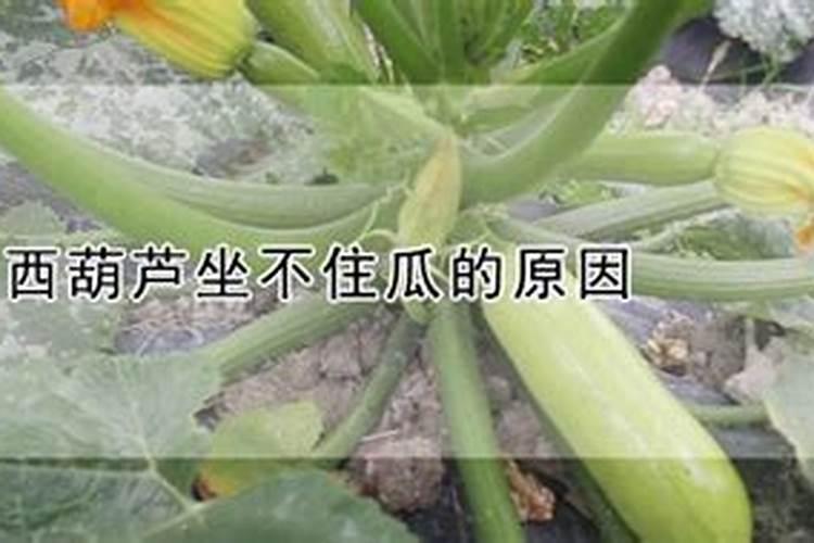 西葫芦坐不住瓜的原因