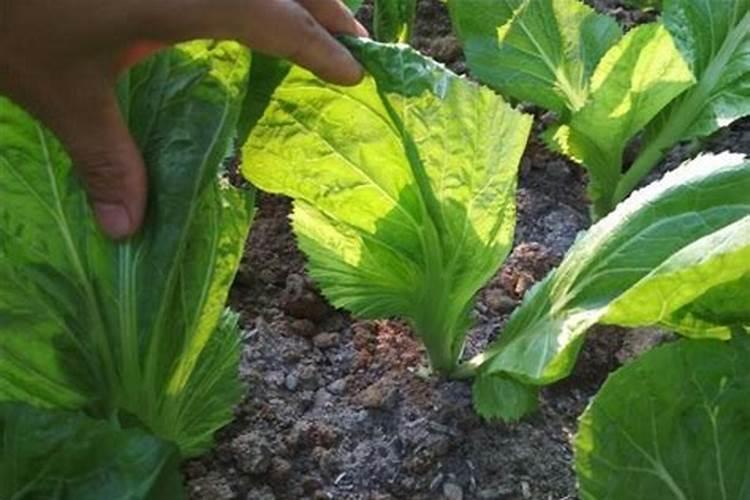 如何种植芥菜芥菜的种植方法是什么