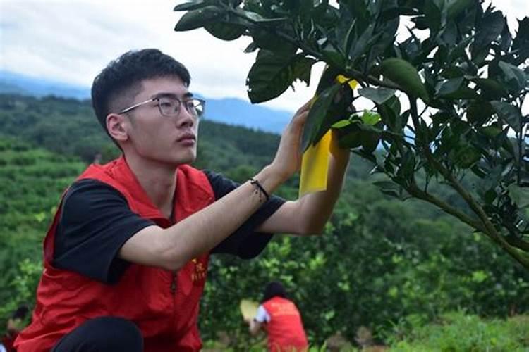 脐橙的守护者：科学施药确保绿色健康