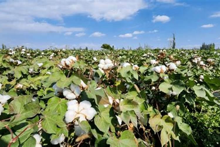 晴空万里，棉花丰收在望：分析今年天气对棉花种植的影响