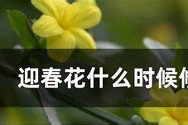 迎春花的春季修剪指南：绽放生机，迎接新生