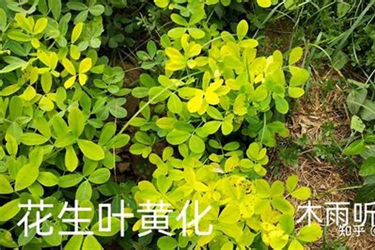 花生叶片发黄原因及防治方法？