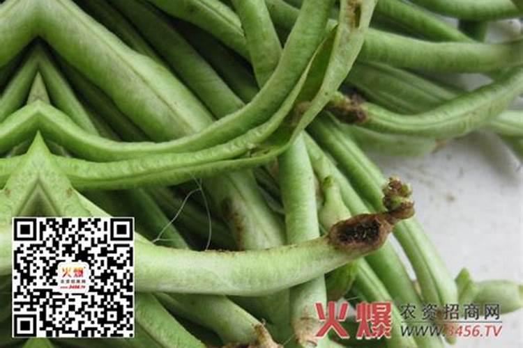 豆角钻心虫防治：用药须知与实践策略