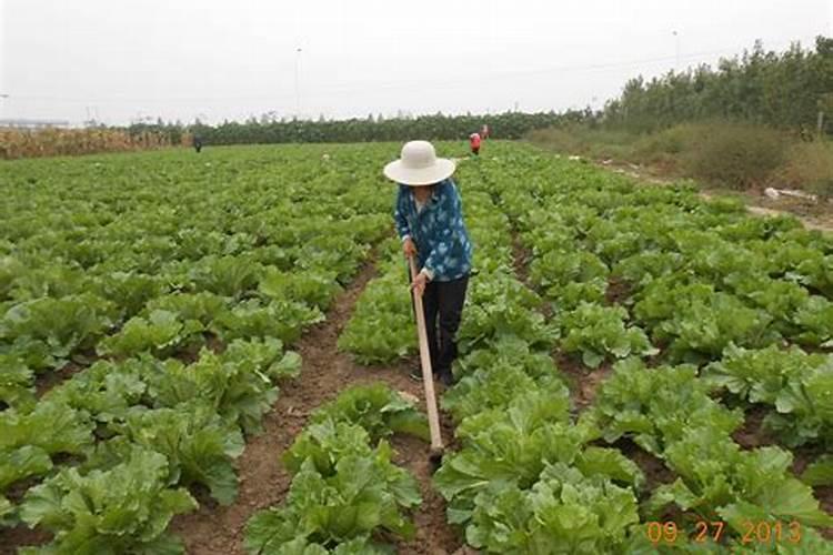 夏秋青菜无公害栽培要点