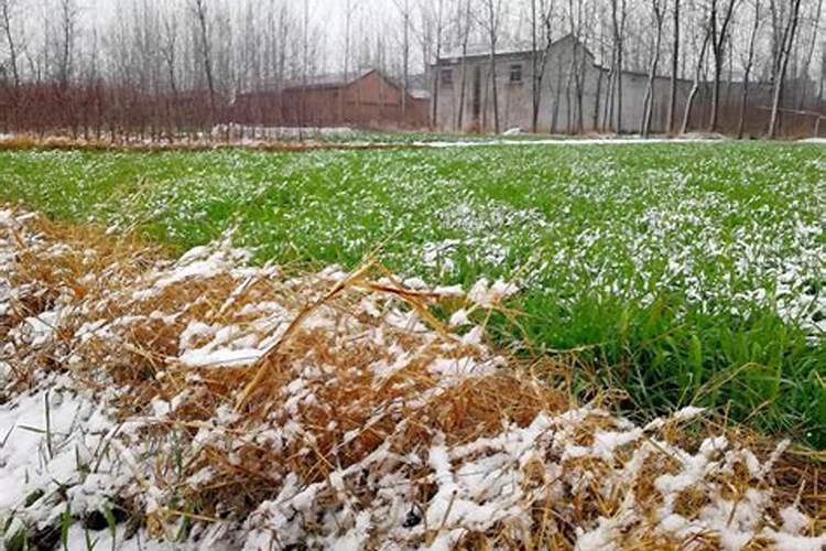 下雪对冬季小麦有哪些好处？下雪能预防冻害吗？