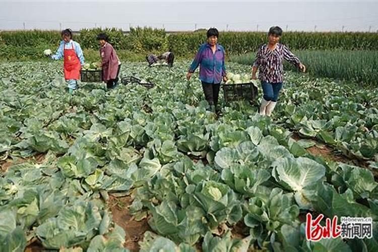 时令与收益：大棚甘蓝的种植与采收全解析