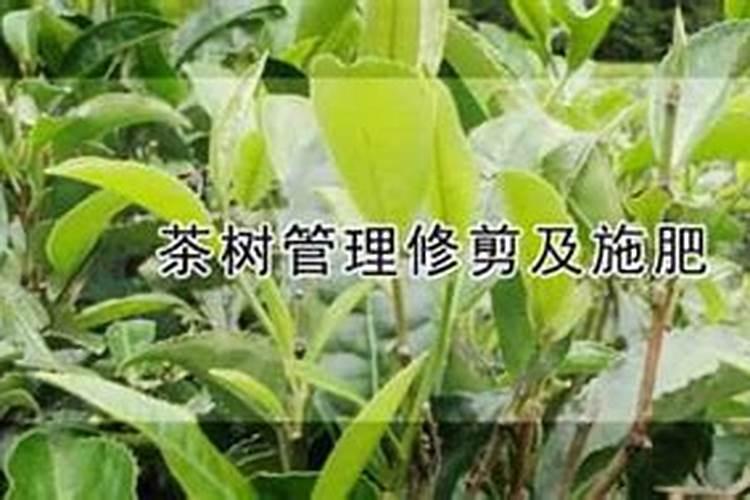 茶树修剪：艺术与科学的完美结合