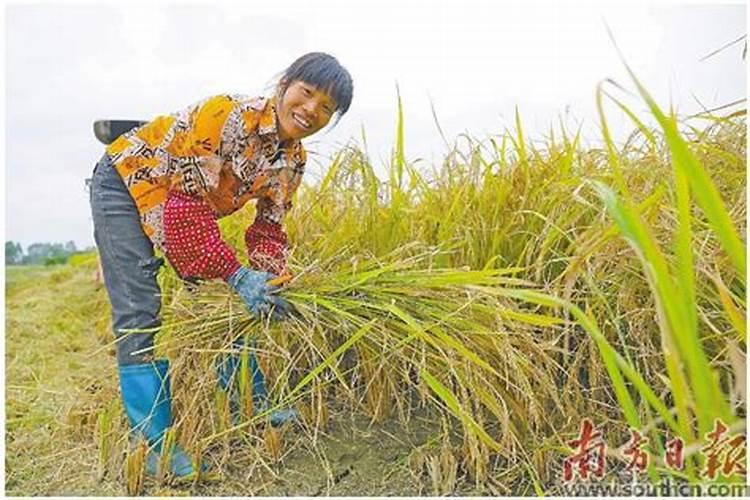 水稻破口期：守护粮食安全的黄金时刻