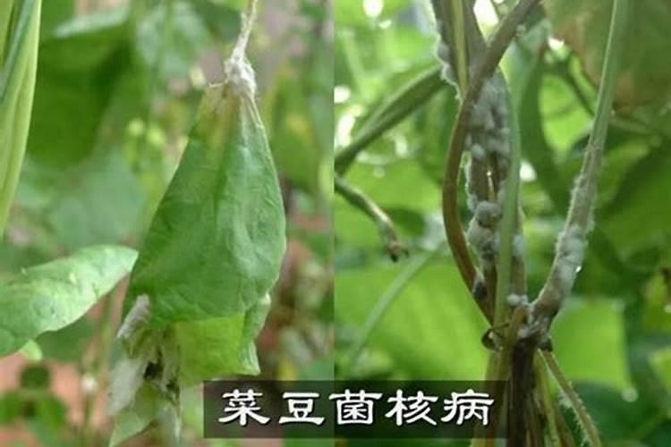 菜豆的常见病害怎样防治？菜豆常见病害的防治技巧