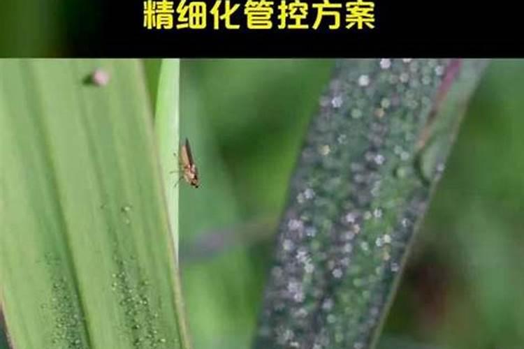 水稻灰飞虱暴发原因分析