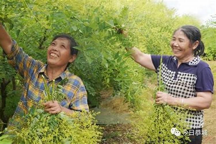 槐米花开富农家：掌握槐米种植的金钥匙