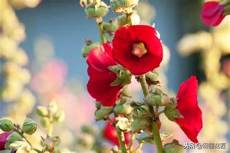 蜀葵种子怎么种蜀葵种子种植方法