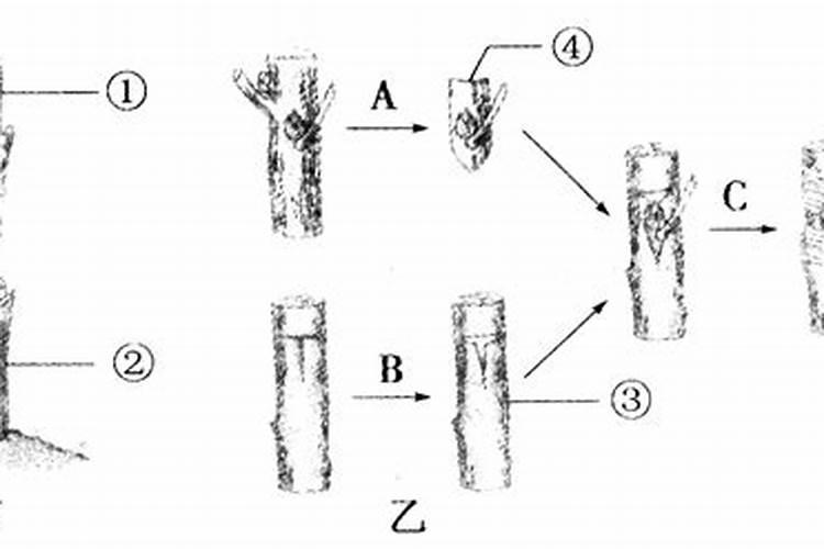 嫁接的定义和过程？