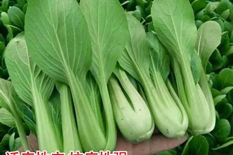 春管油菜有什么方法？