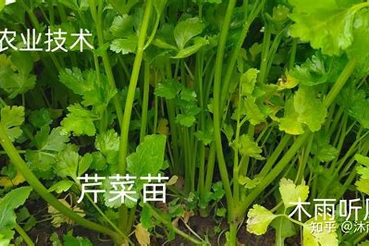 芹菜生长缓慢