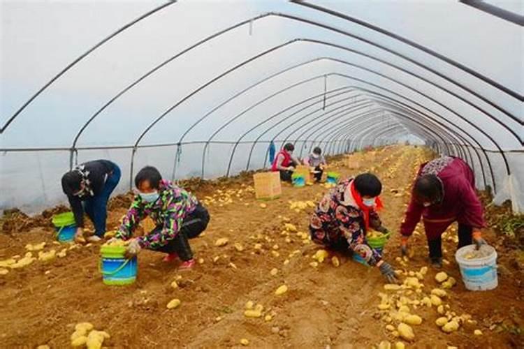 守护金黄宝藏：土豆大棚种植中的蛴螬防治策略