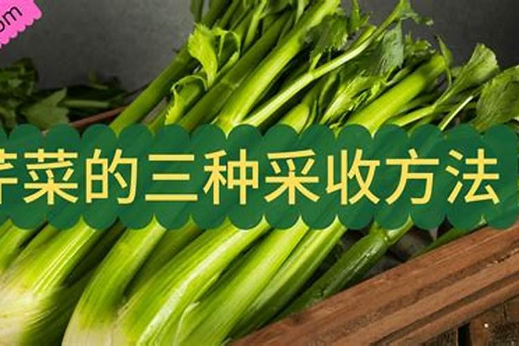 芹菜的采收方法？