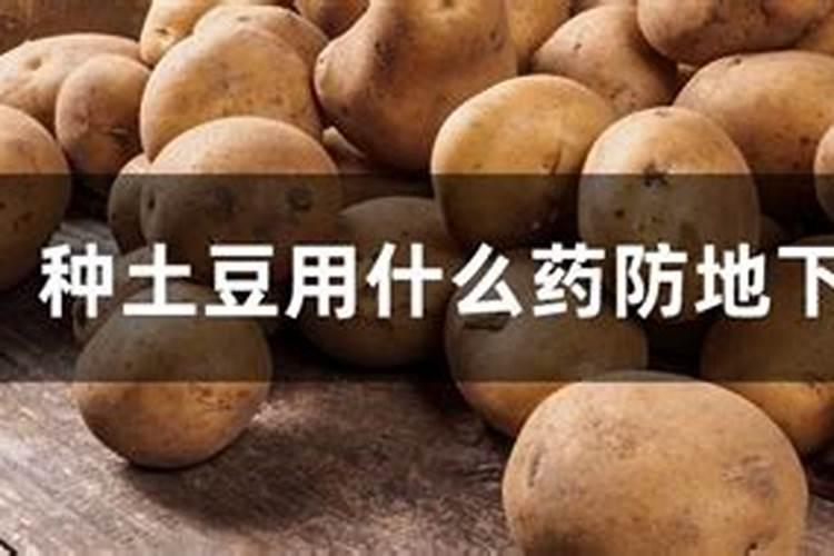 种土豆用什么药防地下害虫