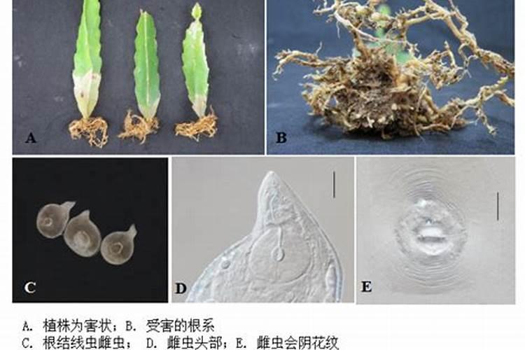 线虫应防治技巧