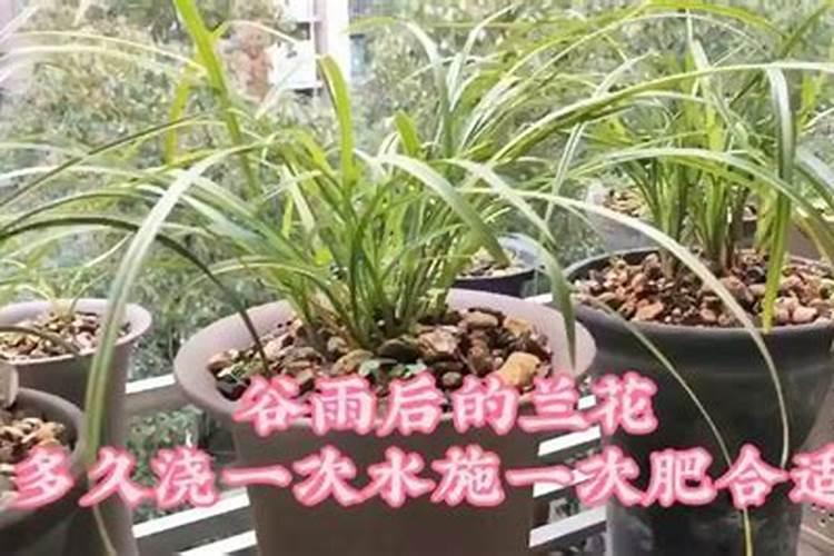 秋季兰花多久施一次肥？