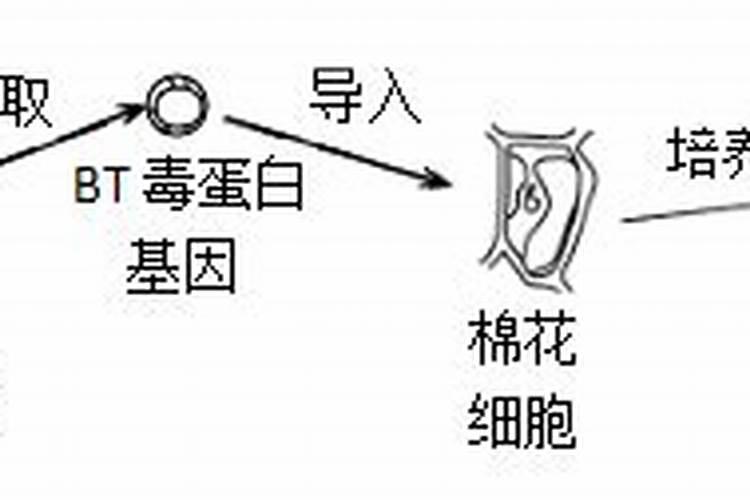 可以通过生物技术培育出抗虫的棉花吗？