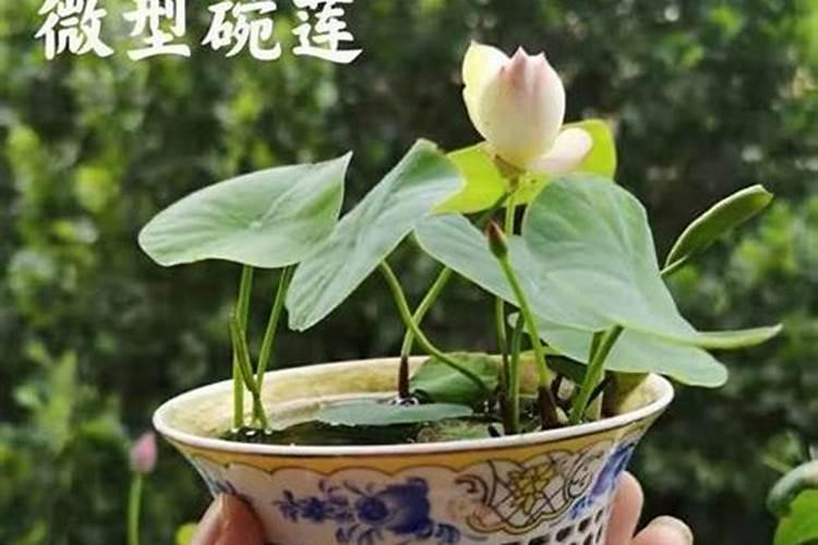 揭秘石莲花水培的奥秘：方法与养护全攻略？