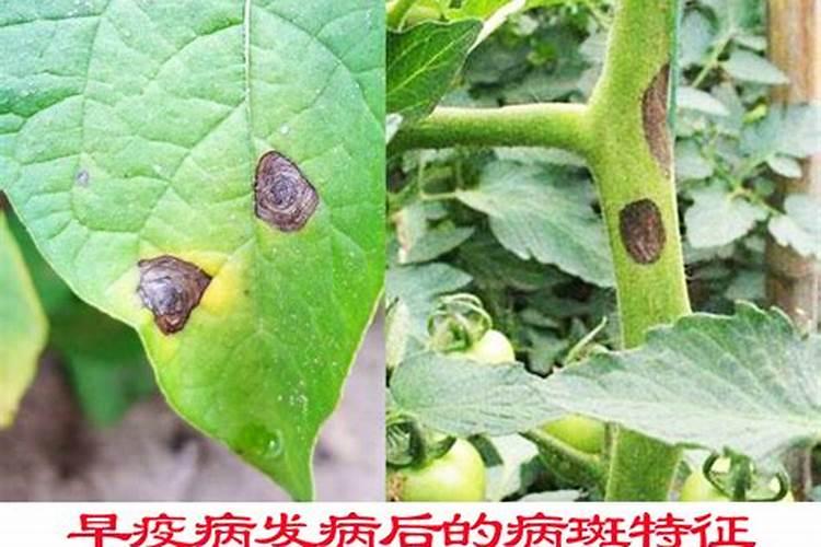 豆角疫病的传播途径：了解与防范