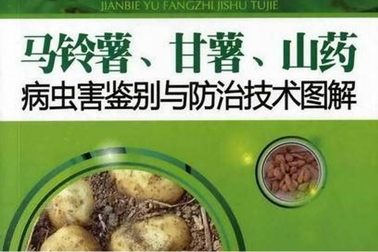 山药病虫害防治宝典：症状识别与治理策略