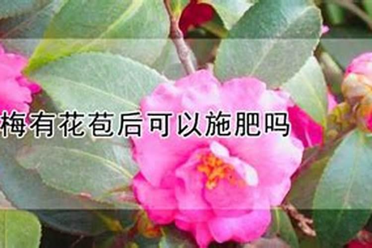 茶梅有花苞后可以施肥吗？