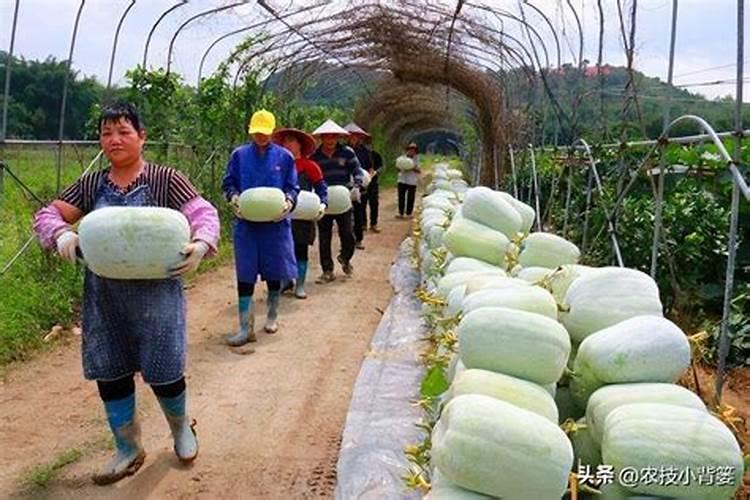 冬栽冬瓜怎样种植？冬栽冬瓜的种植管理技术