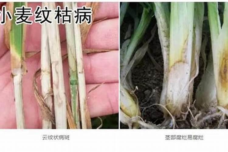 小麦种植过程中，常见的病害有哪些？如何防治？