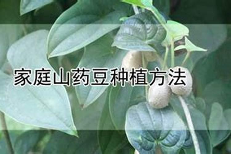 家庭乐土：掌握山药豆种植的绿指妙法