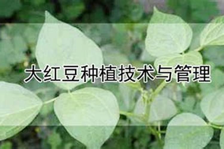 大红豆种植技术与管理