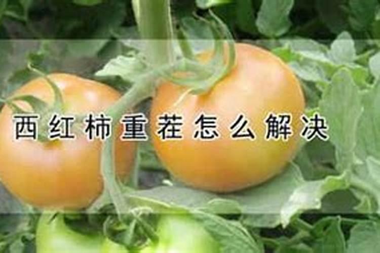 西红柿重茬怎么解决？