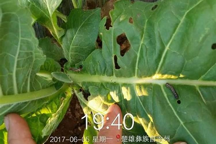 田间守护者：防治辣椒烟青虫用药的智慧与注意事项