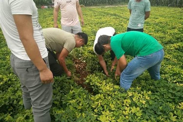 防治沙地重茬花生病虫害