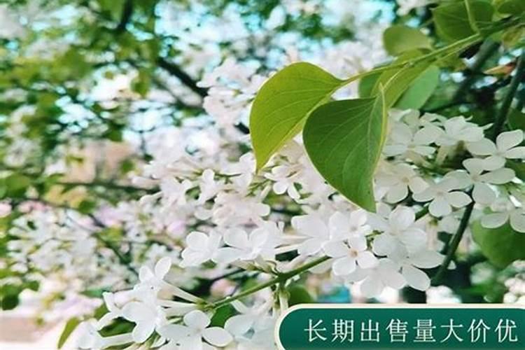 绽放优雅：丁香切花栽培技术详解