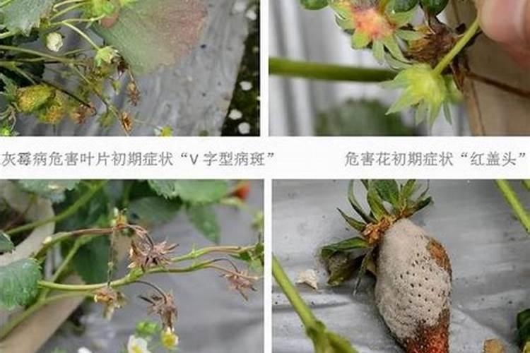 防治草莓灰霉病的措施