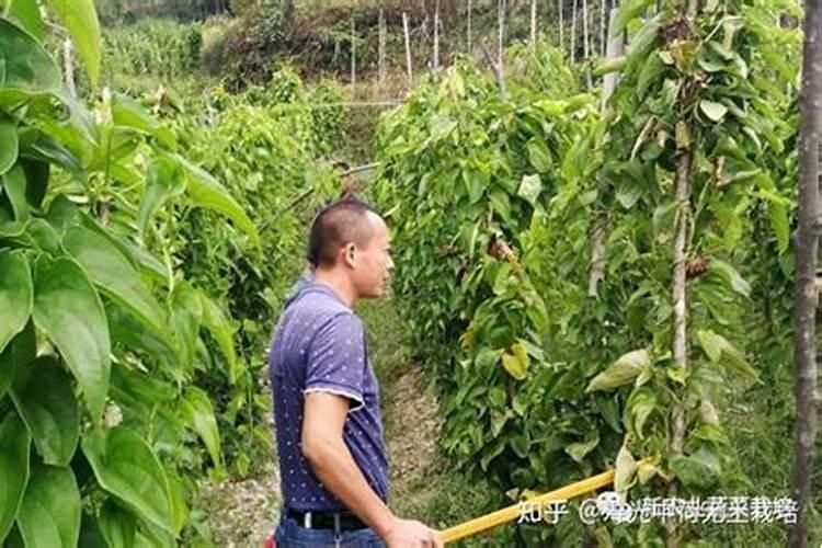 雨后注意防治淮山红粉病