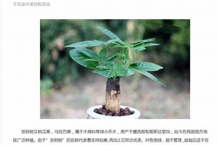 发财树种植和养护管理技术，发财树的生物学特性