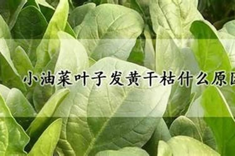 小油菜叶子干枯是什么原因造成的？