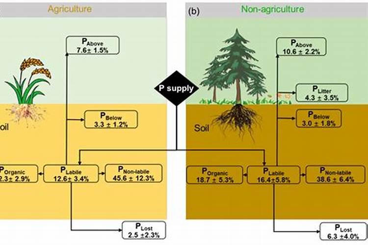 磷肥去向揭秘：土壤中的秘密循环