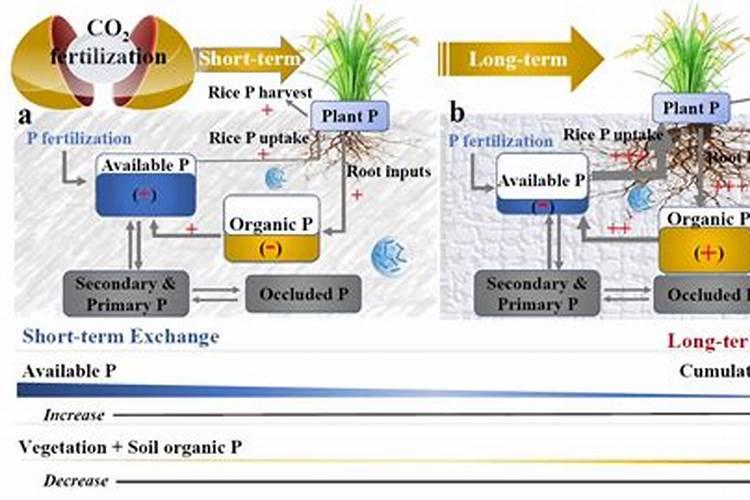 磷肥在土壤中的转化