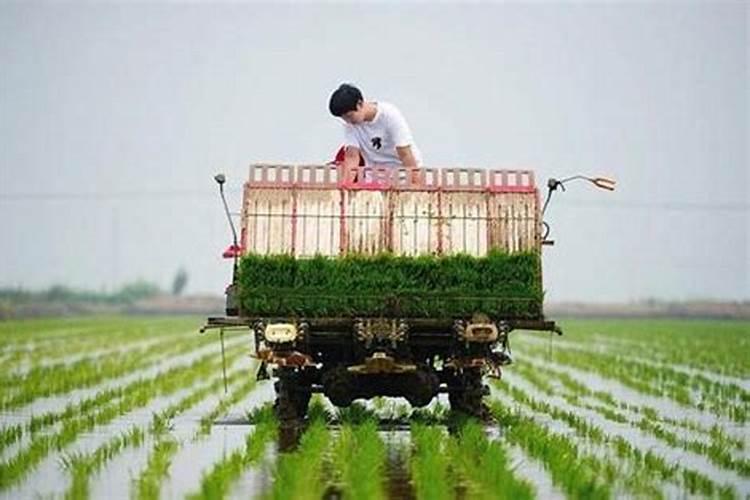 水稻与油菜双季丰产：高效栽培管理及病虫草综合防治策略