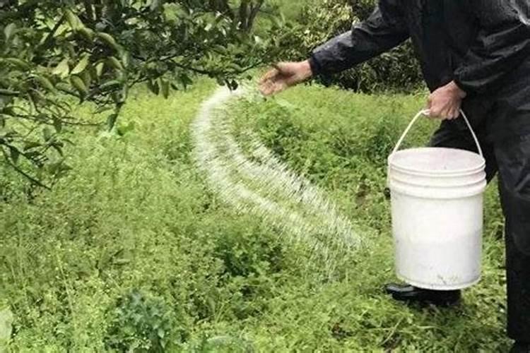 绿意盎然：夏季高温施肥与浇水的智慧