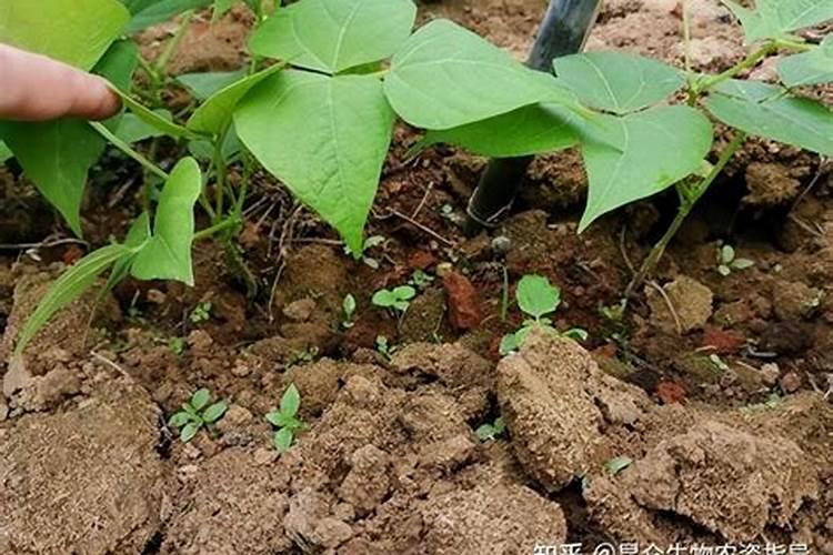 揭秘豆角根腐病：原因、预防与治理