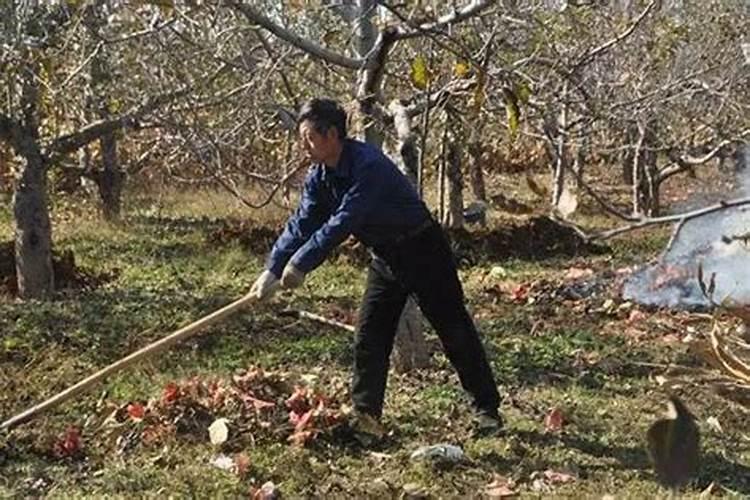 迎战严寒：高效防治虫害的冬季策略全解析